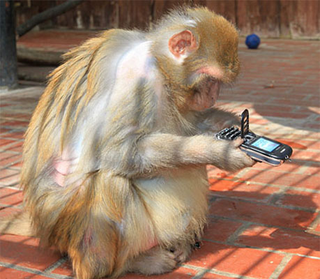 Monkey Holding Phone