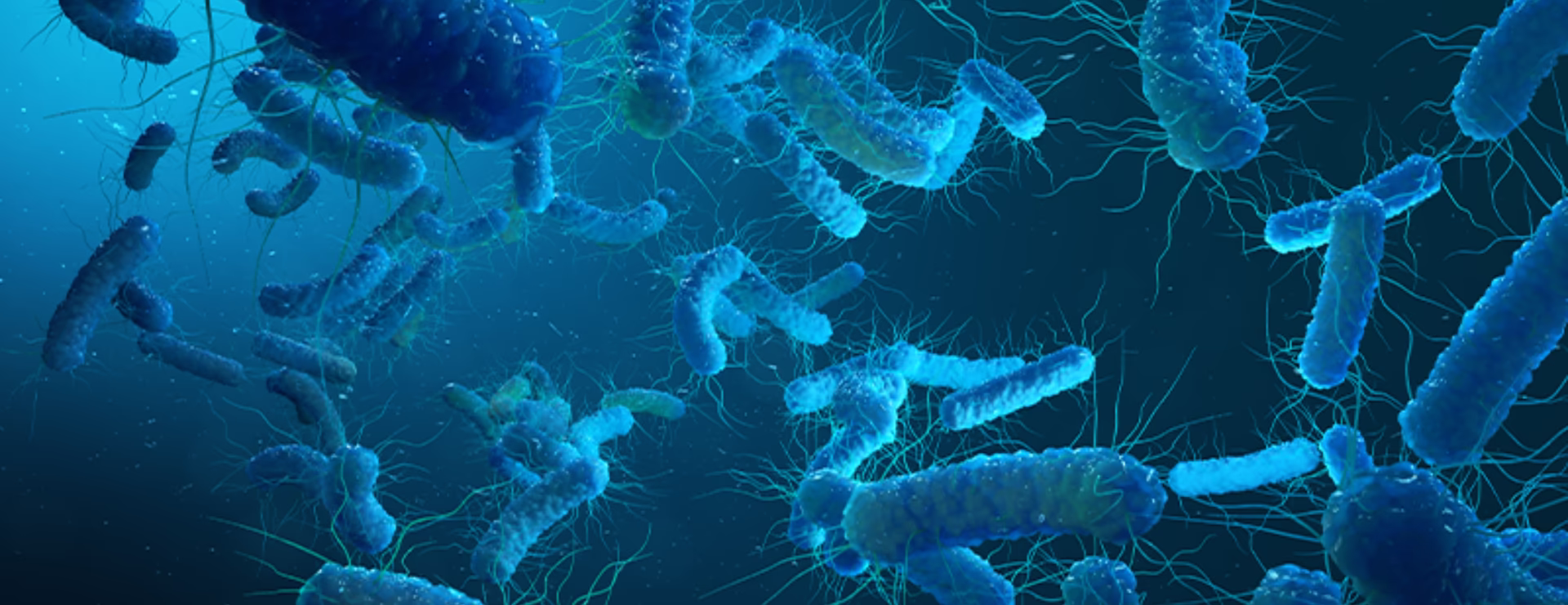 Legionella under a microscope